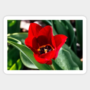 Red Tulip in Garden Sticker